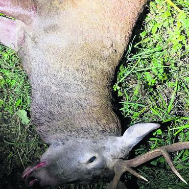 Grösster Hirsch des Freiamtes - Der im «Waldheim» servierte Rothirsch trug ein mächtiges Geweih mit zwölf Spitzen. Bilder: zg / Roger Wetli