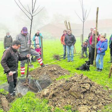 Arbeit trägt eines Tages Früchte - Die richtige Platzierung des Jungbaumes ist entscheidend für ein gesundes Wachstum. Bilder: Walter Minder