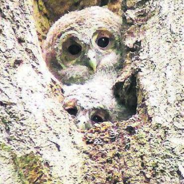 Bäume im Winter - Bäume verändern sich im Winter – doch Lebensraum für Tiere bleiben sie. Bild: zg