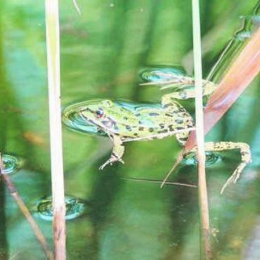 Gelungenes Beispiel - Das Areal der Wild Immobilien Muri AG ist bereits seit 2001 von der Stiftung Natur & Wirtschaft zertifiziert. Bild: zg