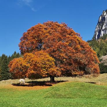 Goldener Herbst im Kiental I. Bild: Paul Wermuth