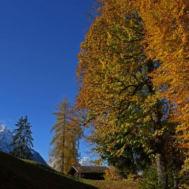 ein letzter Herbstgruss I. Bild: Robertus Laan