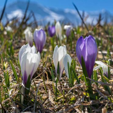 Wilde Krokus zeigen die eigentliche Jahreszeit an: Frühling. Bild: Martin Wenger