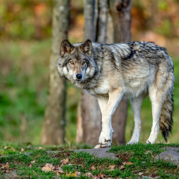 Ihm könnte es künftig schneller an den Kragen gehen. Mit der Stellungnahme des Bundesrats ist die Lockerung des Wolfsschutzes einen Schritt vorangekommen. BILD: JIMCUMMING88 / STOCK.ADOBE.COM