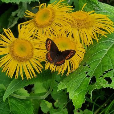 Schmetterlingsparadies Suldtal. Bild: Beatrice Müller