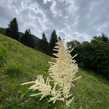 Geissbart, Geissleiter, … diese Pflanze - fotografiert von Peter von Känel - hat viele Dialektnamen