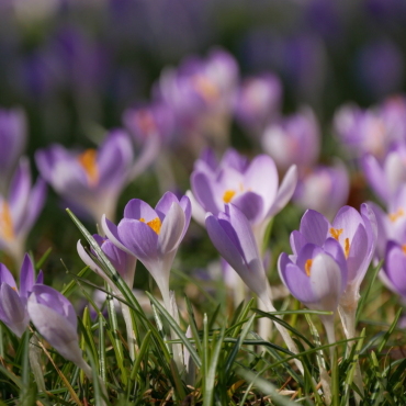 Die Krokusse zeigen den Frühling an. Bild: Therese Zaugg - Bild: Therese Zaugg