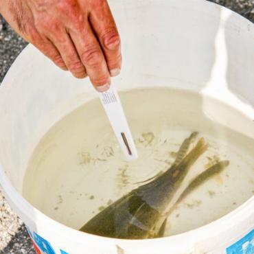 4: Um den Fischen weiteren Stress zu ersparen, wird auf die passende Wassertemperatur geachtet. BILDER: MARK POLLMEIER