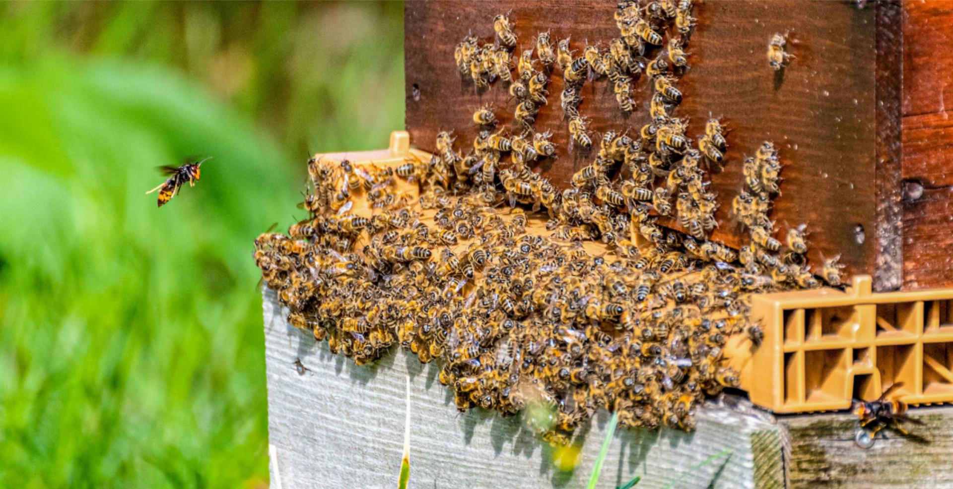 Asiatische Hornissen attackieren einen Bienenstock (hier in Frankreich). BILD: RODOLPHE / STOCK.ADOBE.COM