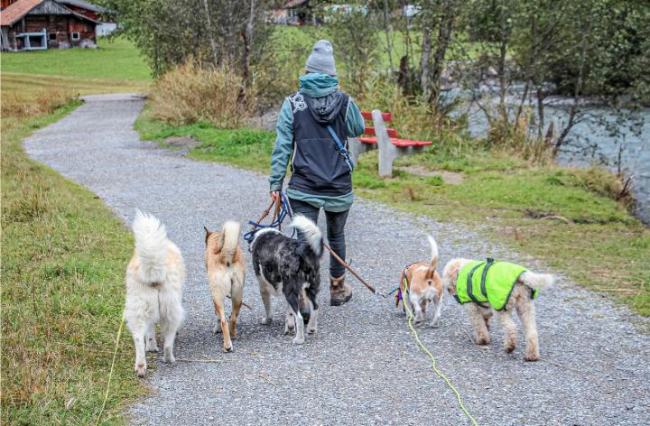 Samira Kohler fällt auf, wenn sie rund um Kandersteg mit mehreren Hunden gleichzeitig Gassi geht. BILDER: KATHARINA WITTWER
