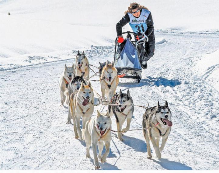 Ein Hundegespann hetzt bei perfekten Bedingungen über die Rennstrecke. BILD: CHLAUS LÖTSCHER