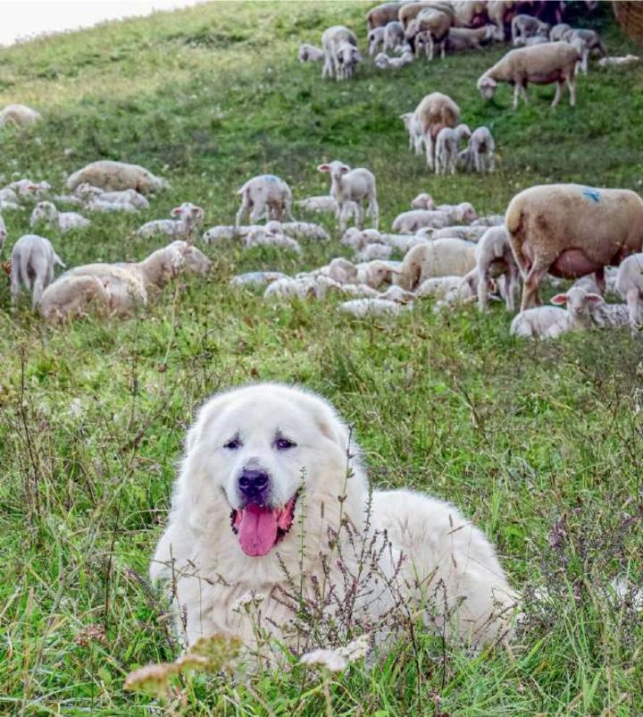 Die Umweltverbände fordern eine Jagdverordnung, die auch den Herdenschutz stärkt – zum Beispiel mit Hunden, wie dem Chien de Montagne des Pyrénées (Bild). Der mächtige Pyrenäenberghund ist n eben dem Pastore A bruzzese eine der beiden vom BAFU offiziell anerkannten Herdenschutzhund-Rassen. BILD: BENNYTRAPP / STOCK.ADOBE.COM