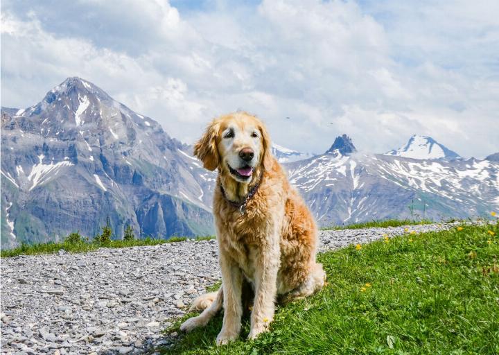 Wird es noch etwas mit heissen Hundstagen? Die letzten Tage deuteten nicht daraufhin. Dem Hund auf dem Vogellisi-Weg am Sillerenbühl in Adelboden mag’s recht sein. Er hat es wohl lieber etwas kühler. BILD: YVONNE BALDININI