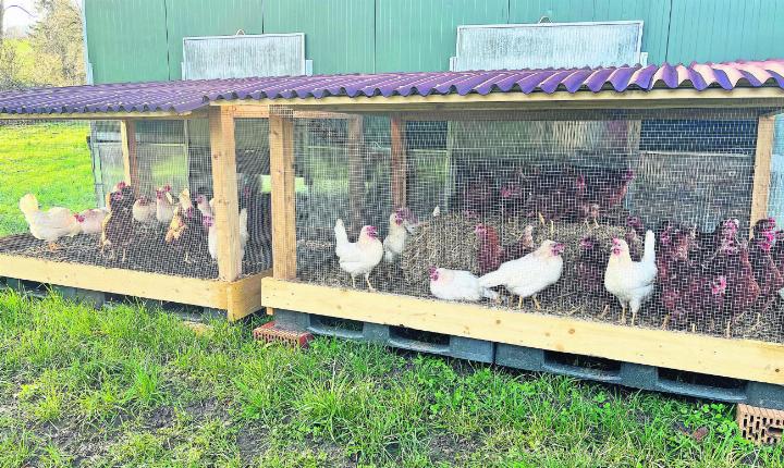 Die Hühner von Paul Müller haben jetzt auch einen Wintergarten. Davor konnten sie vom mobilen Stall direkt auf die Weide.