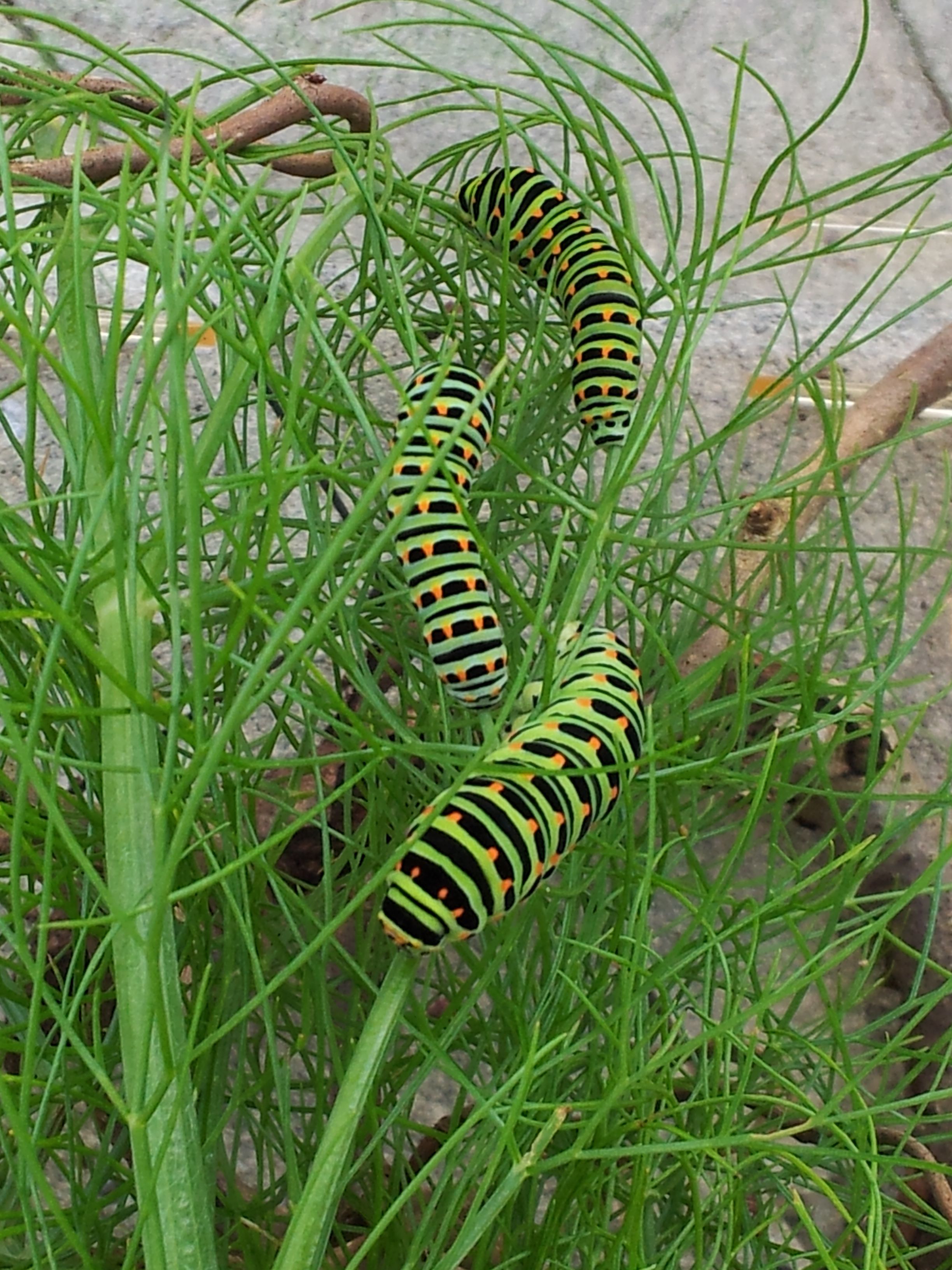 Leserbilder Sommer 2013