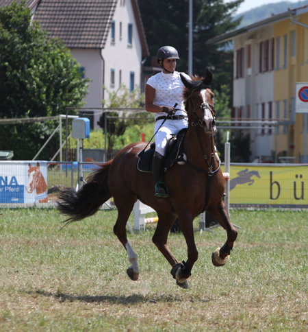 Springkonkurrenz Wohlen 2013