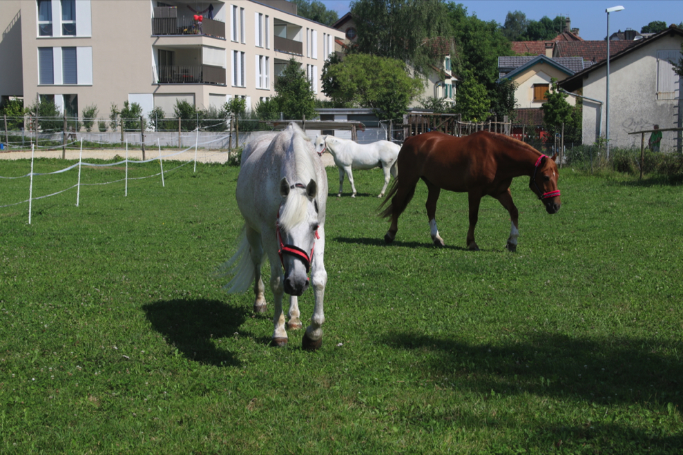 «Donnschtig-Jass» in Wohlen – Teil 1