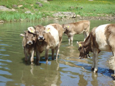 Ferienbildaktion