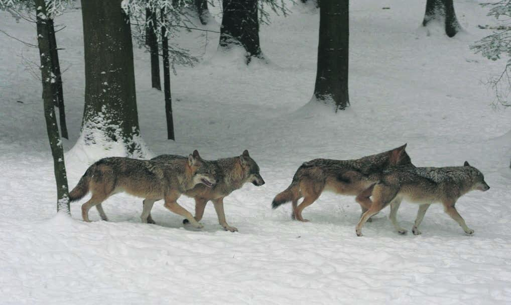 Besonders der Wolf sorgte im Zusammenhang mit der Jagdsgesetz-Abstimmung für Emotionen und Argumente. Bild: David Gerke