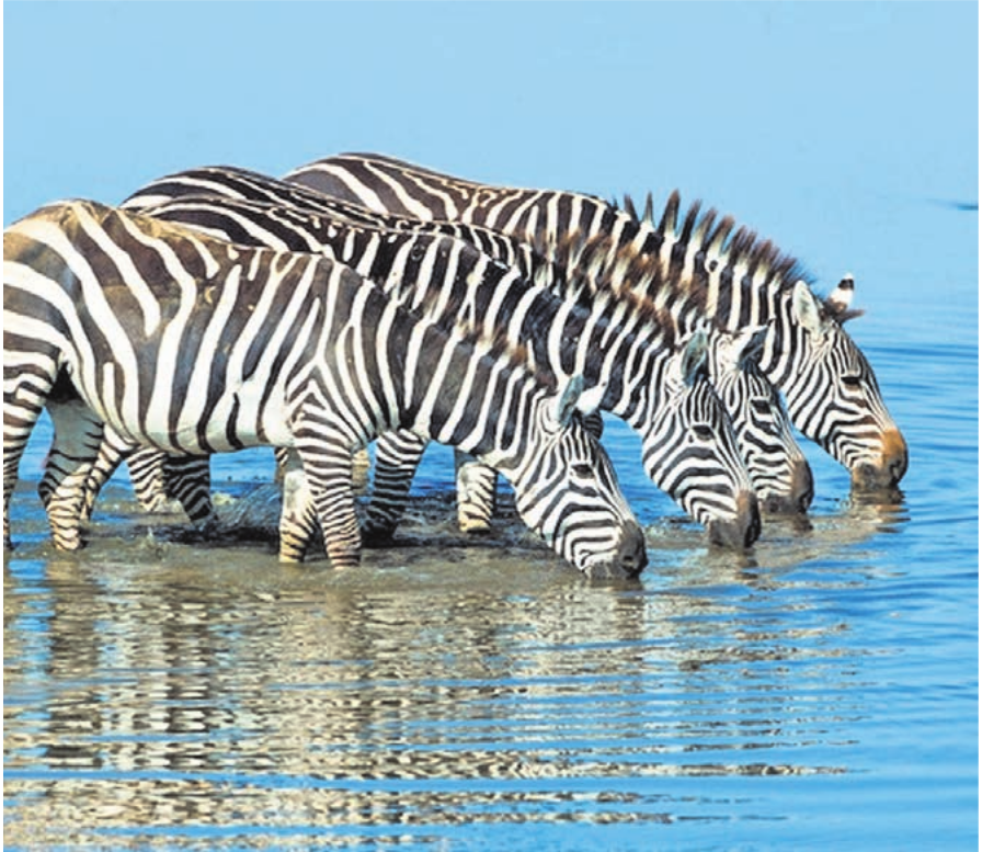 Zebras sind ein beliebtes Sujet des Boswiler Fotografen Reinhard Strickler. Bild: zg