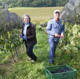 Widen: Wümmet im neuen Rebberg