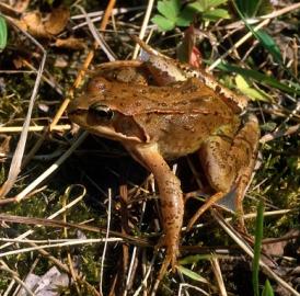 Eggenwil: Frösche haben Vortritt