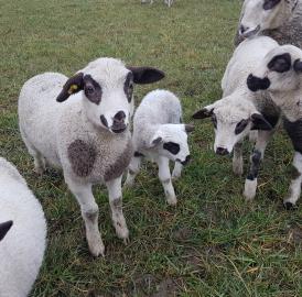 Benzenschwil: Schaf von Weide entwendet