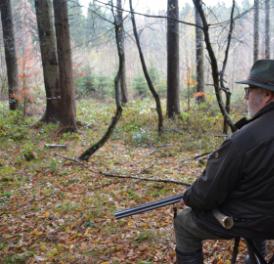 Interpellation zur Wildschweinjagd