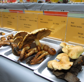 Pilzausstellung in Meisterschwanden