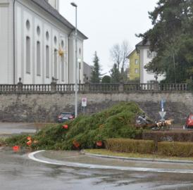 Wohler Weihnachtsbaum gefällt