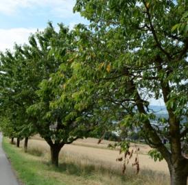 Widen: Gar nicht «Quer durch…»
