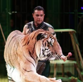 Circus Royal kommt nach Wohlen