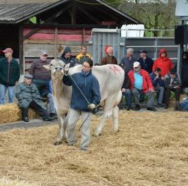 43. Braunviehauktion auf dem Horben
