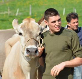 44. Braunviehauktion auf dem Horben
