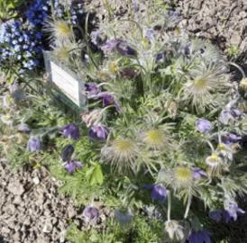 Dottikon: Schaugarten erleben