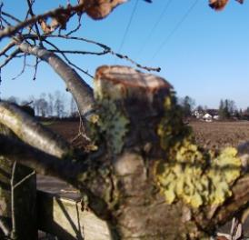 Boswil: Baum abgesägt - Zeugen gesucht