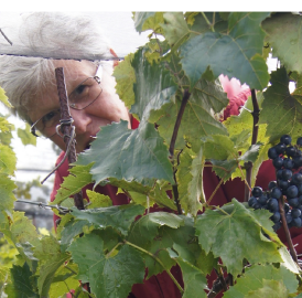 Umfrage: Trinken Sie Freiämter Wein?