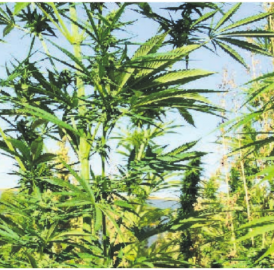Soll man den Hanfanbau komplett legalisieren?