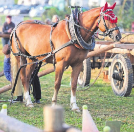 Der etwas andere Pferdesport