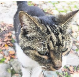 RÜSSTÜFELI