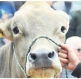 Fruchtbare Tiere – eine Herausforderung
