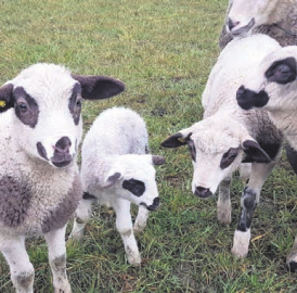 Schaf aus Weide gestohlen