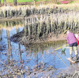 Goldfische «pflücken»