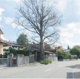 Elsbeere ersetzt Blutbuche