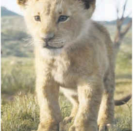 Simba nochmals im Open-Air-Kino