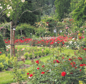 Dem Duft der Rosen erlegen