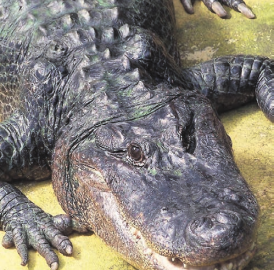 Kaiman und Krokodil am Hallwilersee