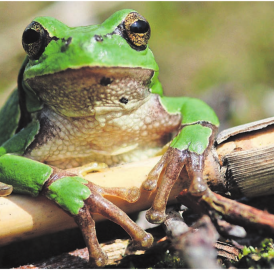 Den «Laubfrosch-Papst» freuts