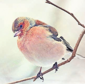 Faszination Vogelbeobachtung