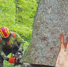 Wandernd seinen Wald erkunden